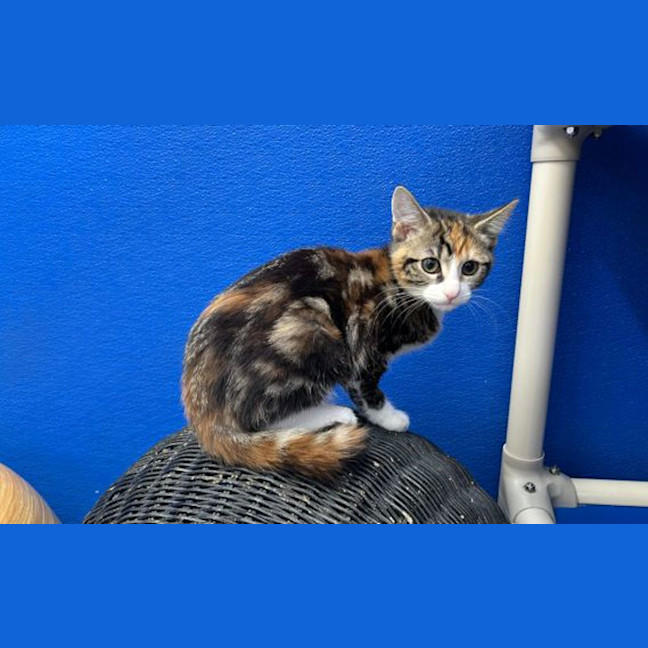 Photo of Blaze