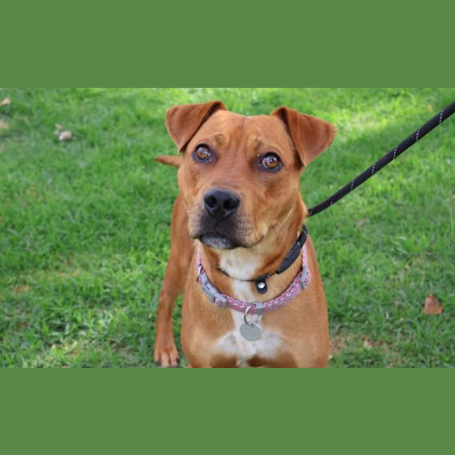 Photo of Pancho