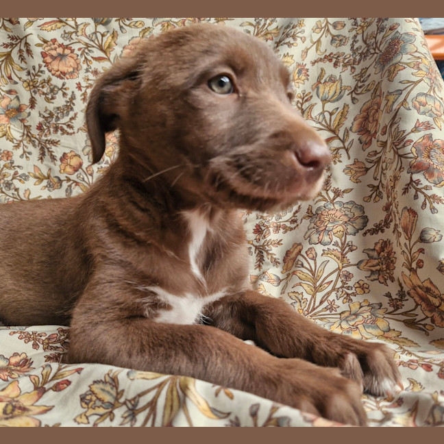 Photo of Leeloo (Jade) 