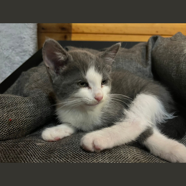 Photo of Ducky