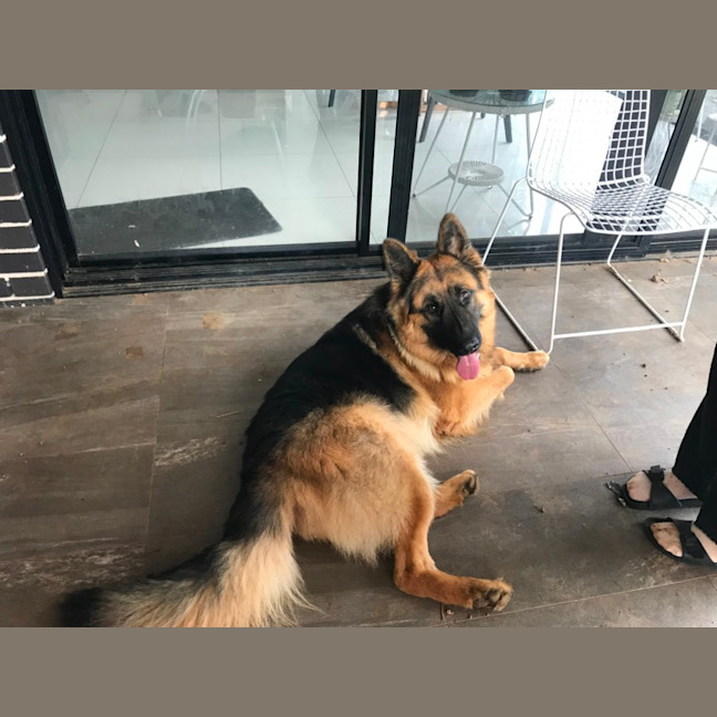 Photo of Otto