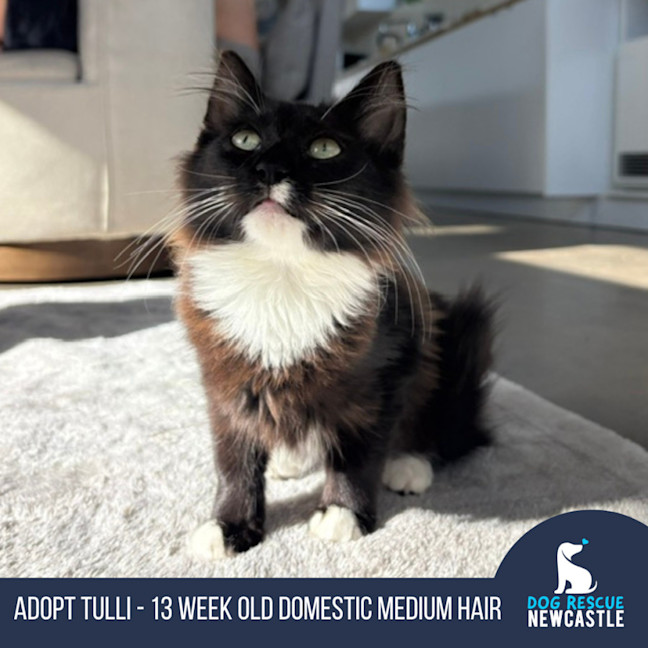 Photo of Tulli   13 Week Old Domestic Medium Hair