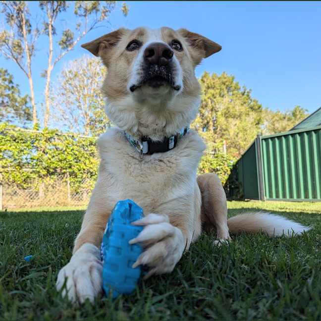 Photo of Chester