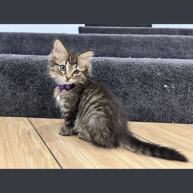 Photo of Otis