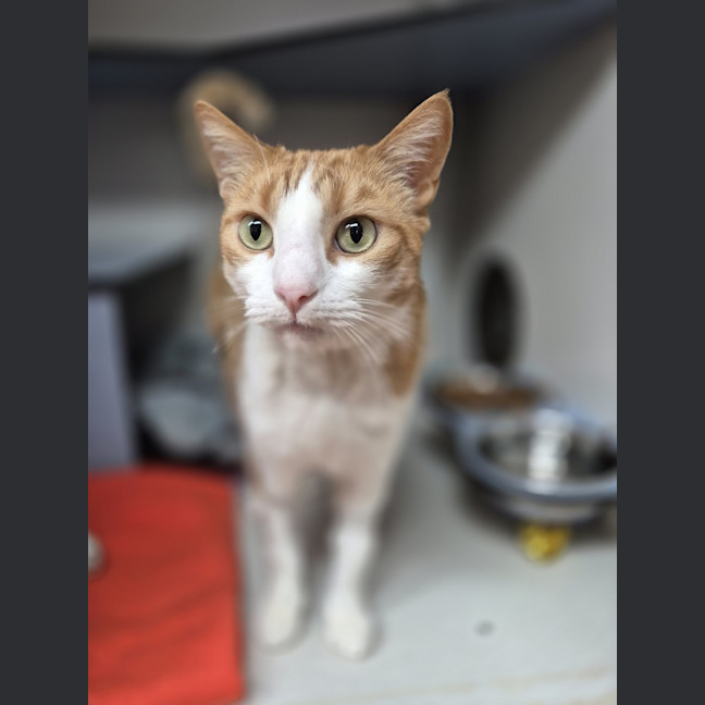 Photo of Jaffa