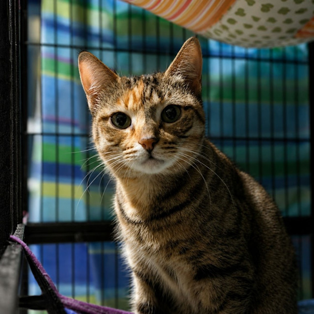 Photo of Nutmeg