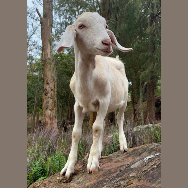 Photo of Molly Wobbles