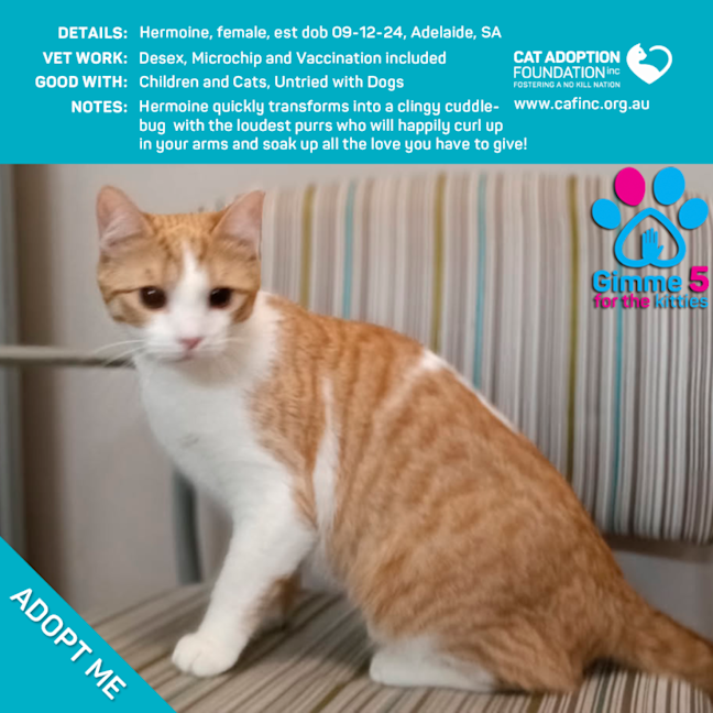 Photo of Hermoine Just $120 Fully Vetted!