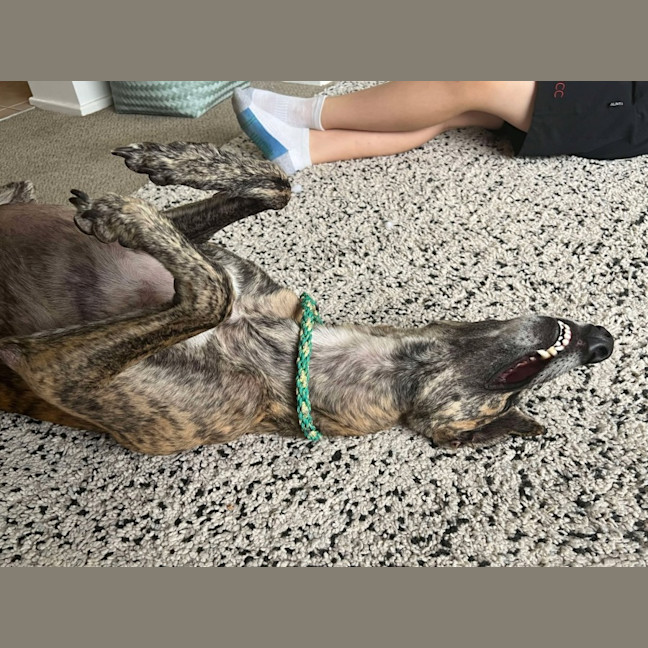 Photo of Vinnie, The Greyhound