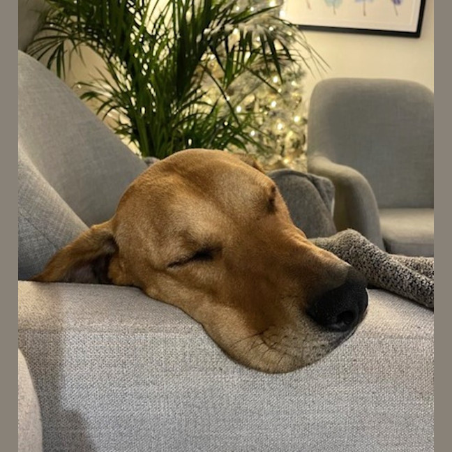 Photo of Nala