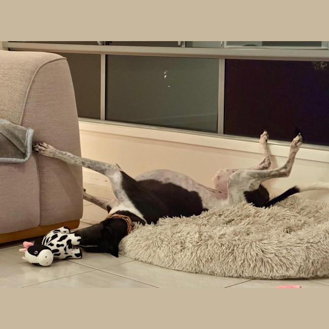 Photo of Luka, The Greyhound 