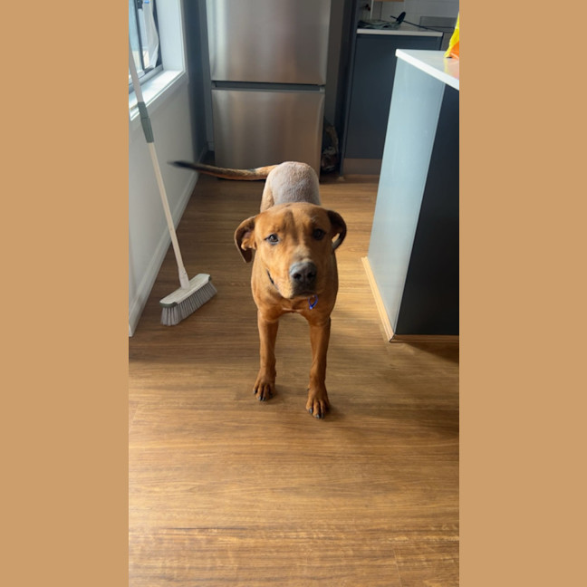 Photo of Tank   9 Month Old Mastiff X