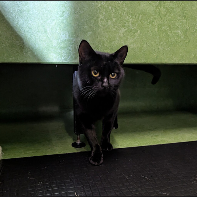 Photo of Mystique