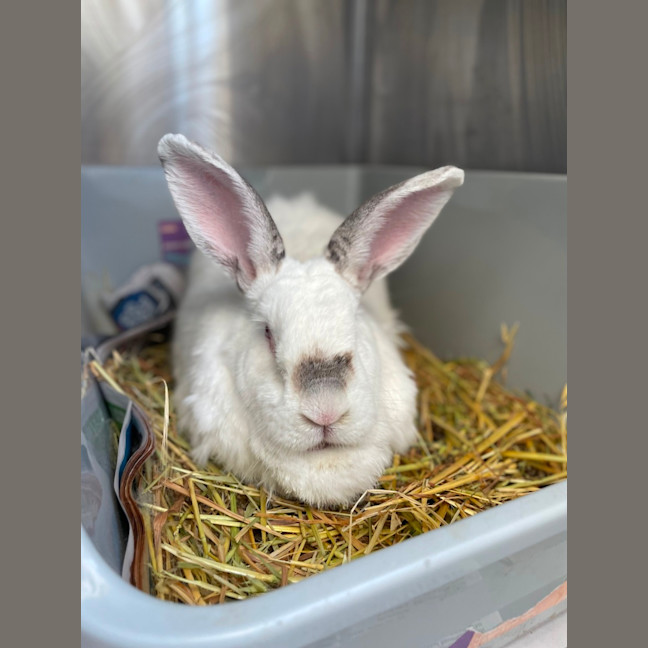 Photo of Snowy & Charlie