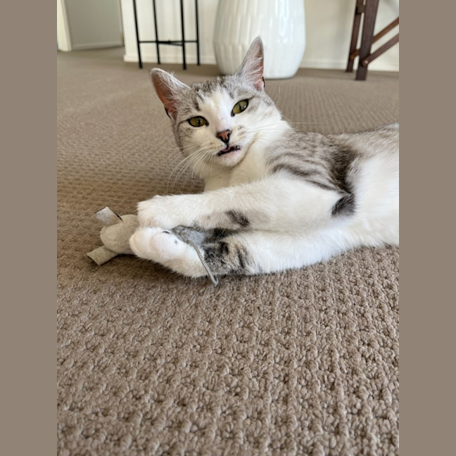 Photo of Banksia 🌺💐🌸