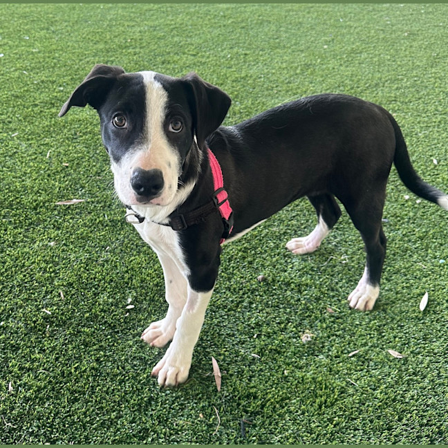Photo of Mishka 