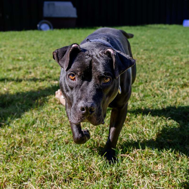 Photo of Chester