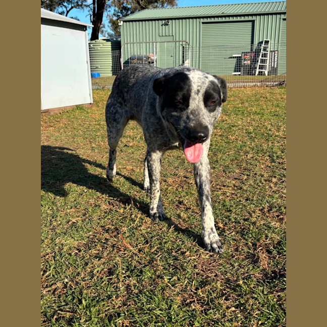 Photo of Clyde 
