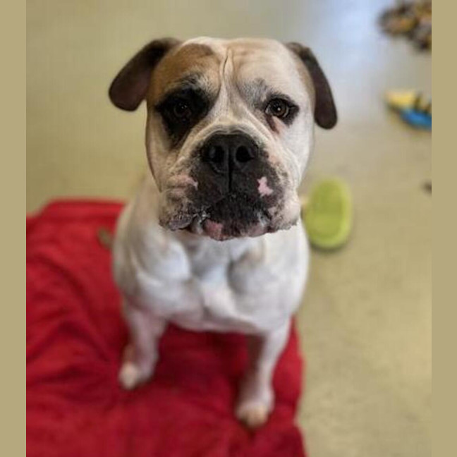 Photo of Baxter