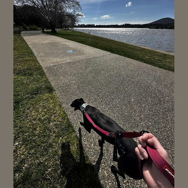 Photo of Carla, They Greyhound