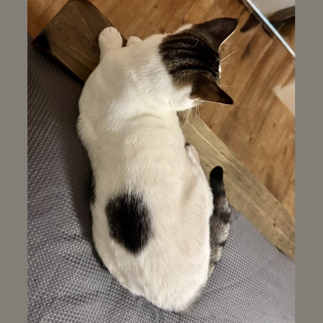 Photo of Mouse