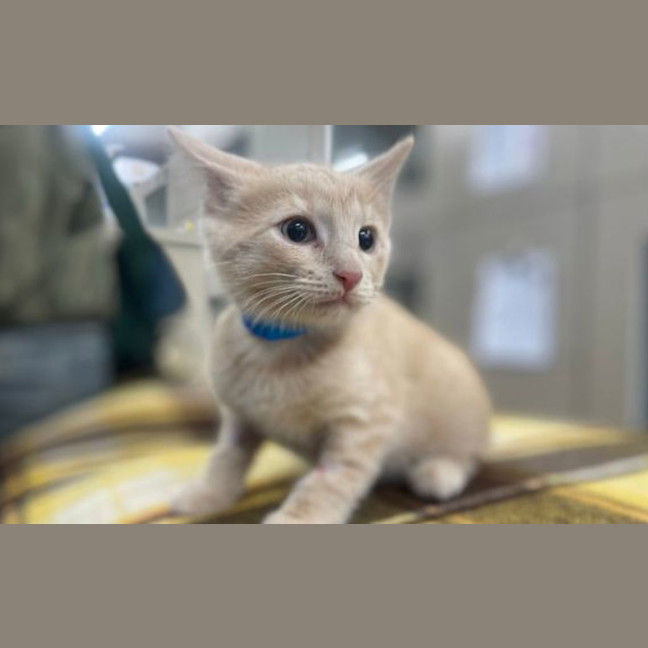 Photo of Tiny