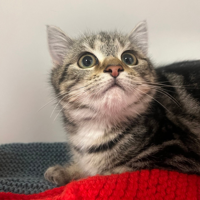 Photo of Chip   Adoption Pending