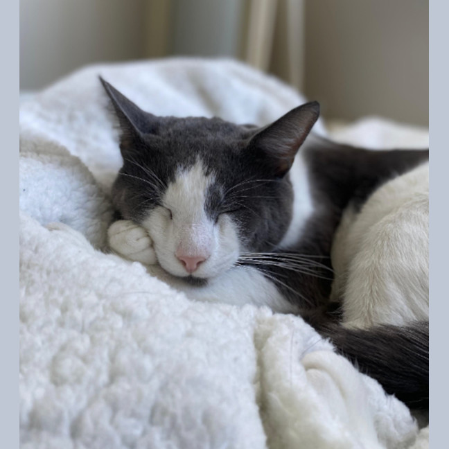 Photo of Spot