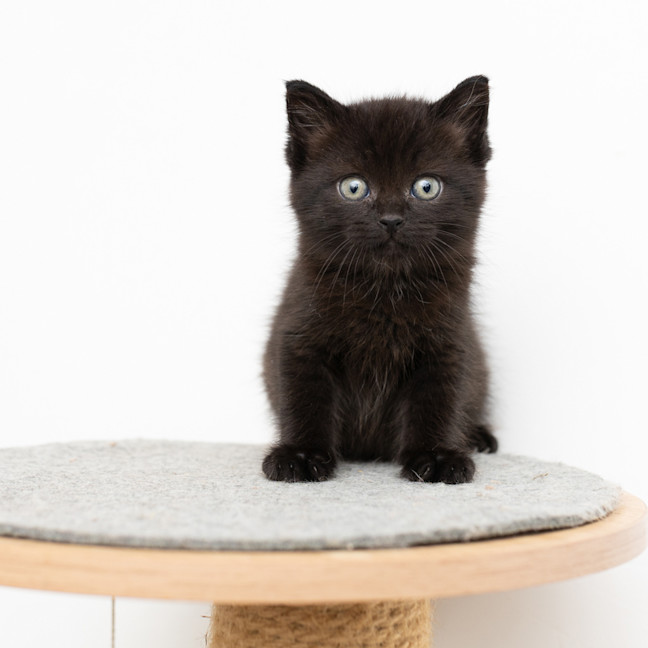 Photo of Hiccup