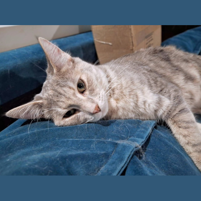 Photo of Dancer 🦌