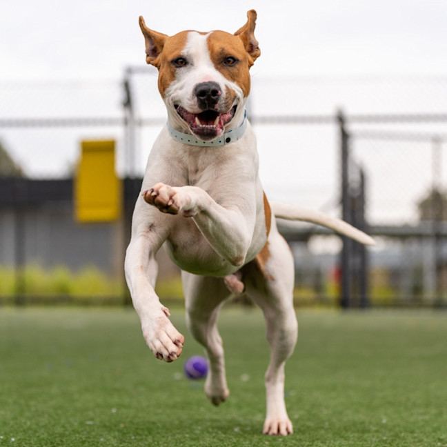 Photo of Toffee Imp 1860