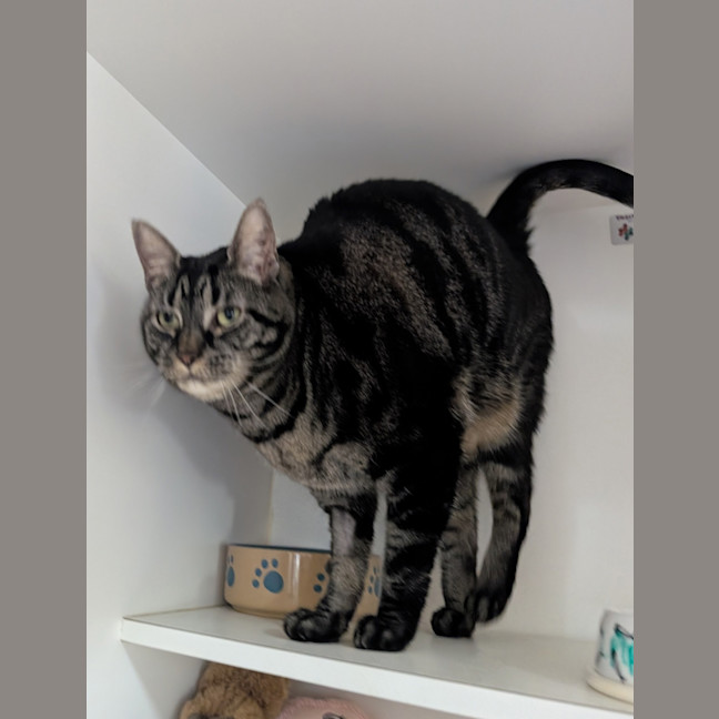 Photo of Piper