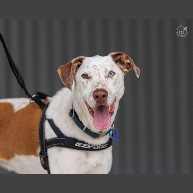 Photo of Dozer   3 Year Old Pointer X