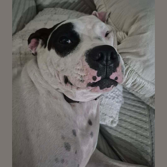 Photo of Sarge