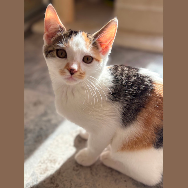 Photo of Star