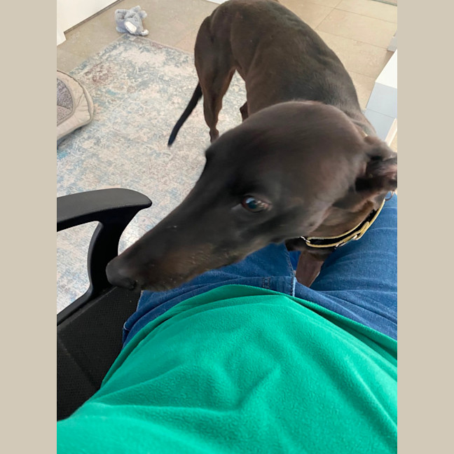 Photo of Precious The Greyhound 