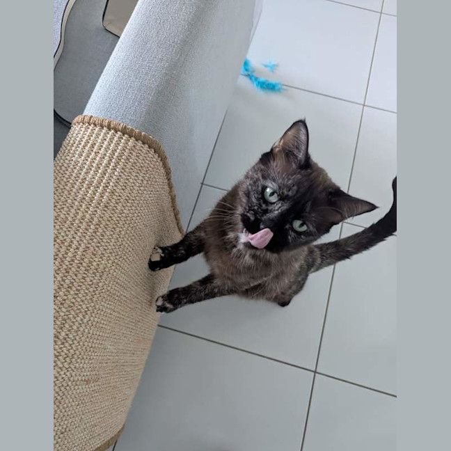 Photo of Sheeba