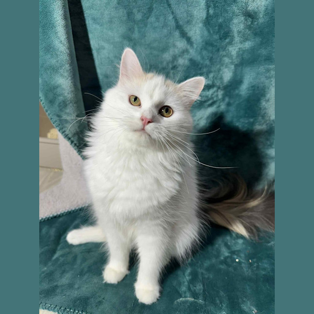 Photo of Crystabelle