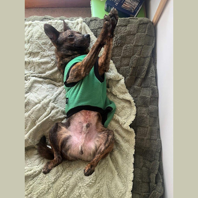 Photo of Horace Silvanus