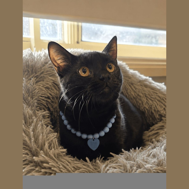 Photo of Mystic