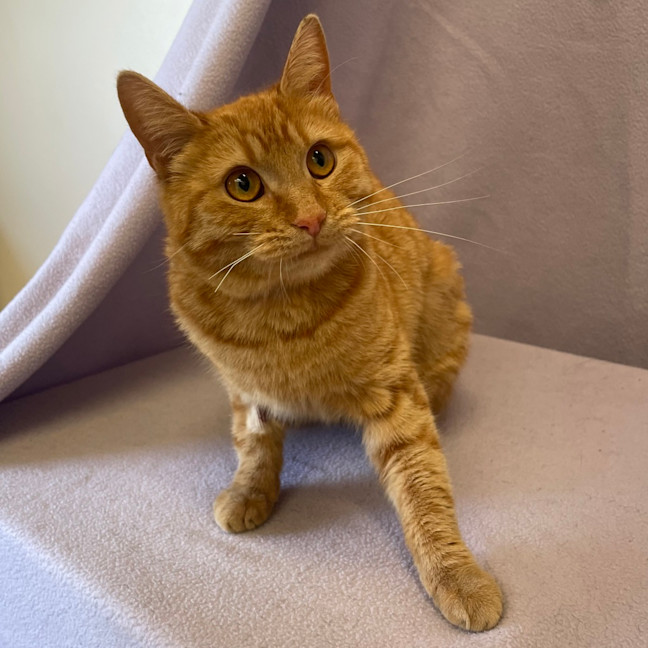 Photo of Aggie