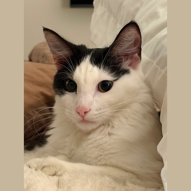 Photo of Luna