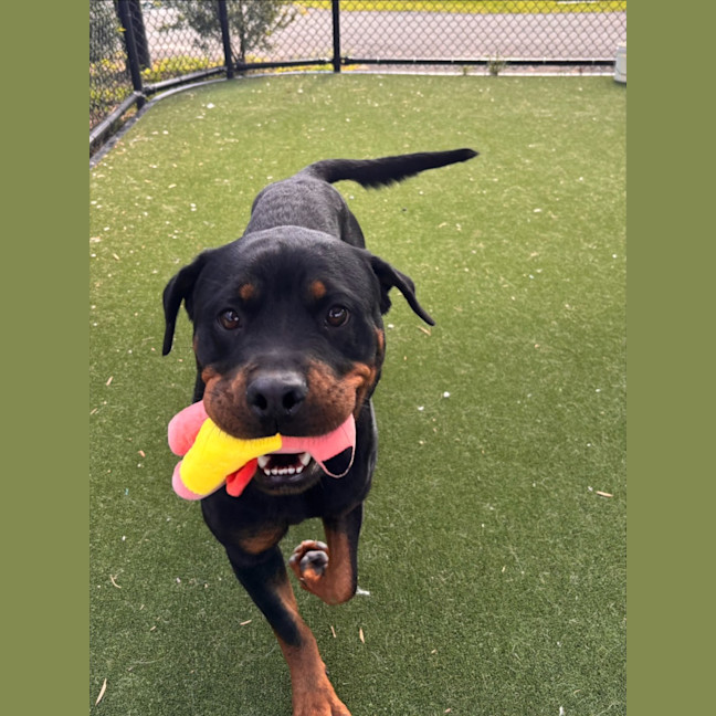 Photo of Moon Imp 29