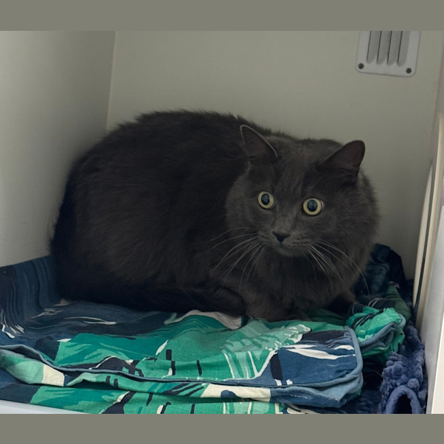 Photo of Blue 