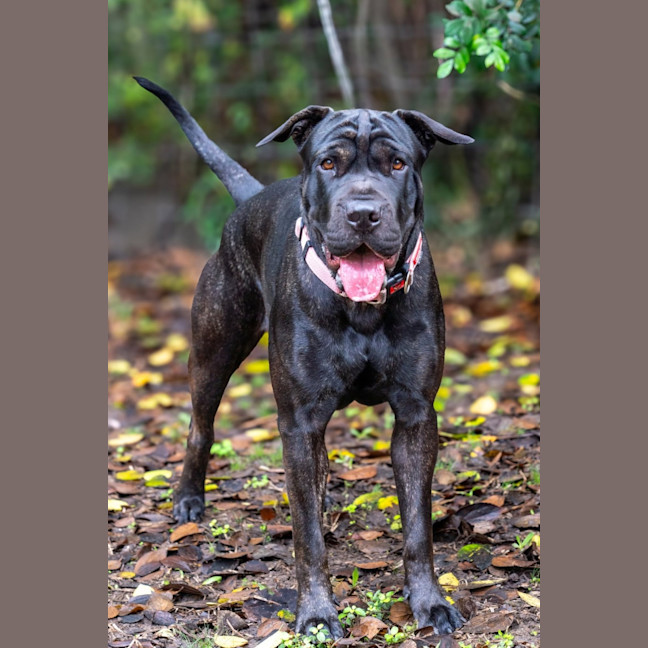 Photo of Briar