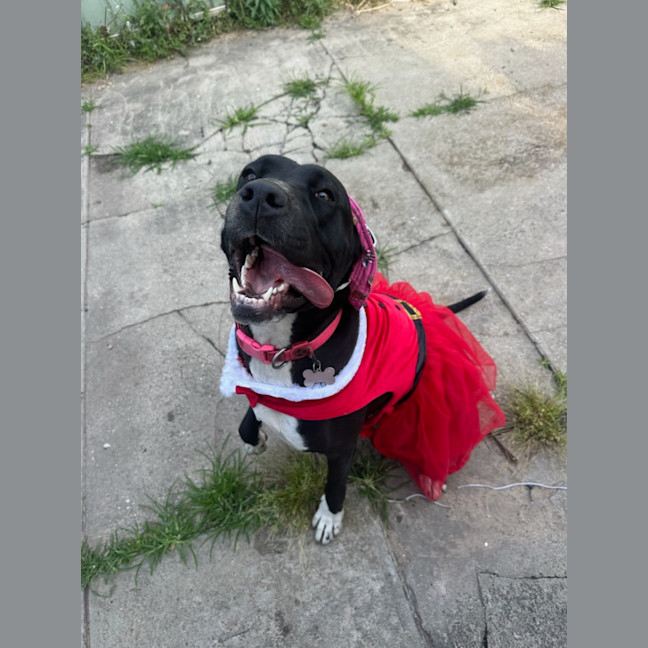 Photo of Peppa   4 Year Old Great Dane X Mastiff