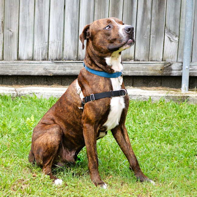 Photo of Moose