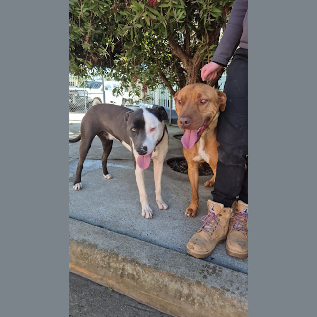 Photo of Pikelet 🥞