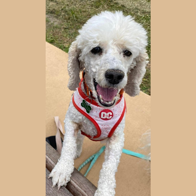 Photo of Bella