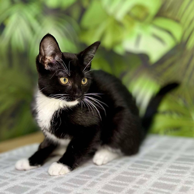 Photo of Poppy   Located In Frankston